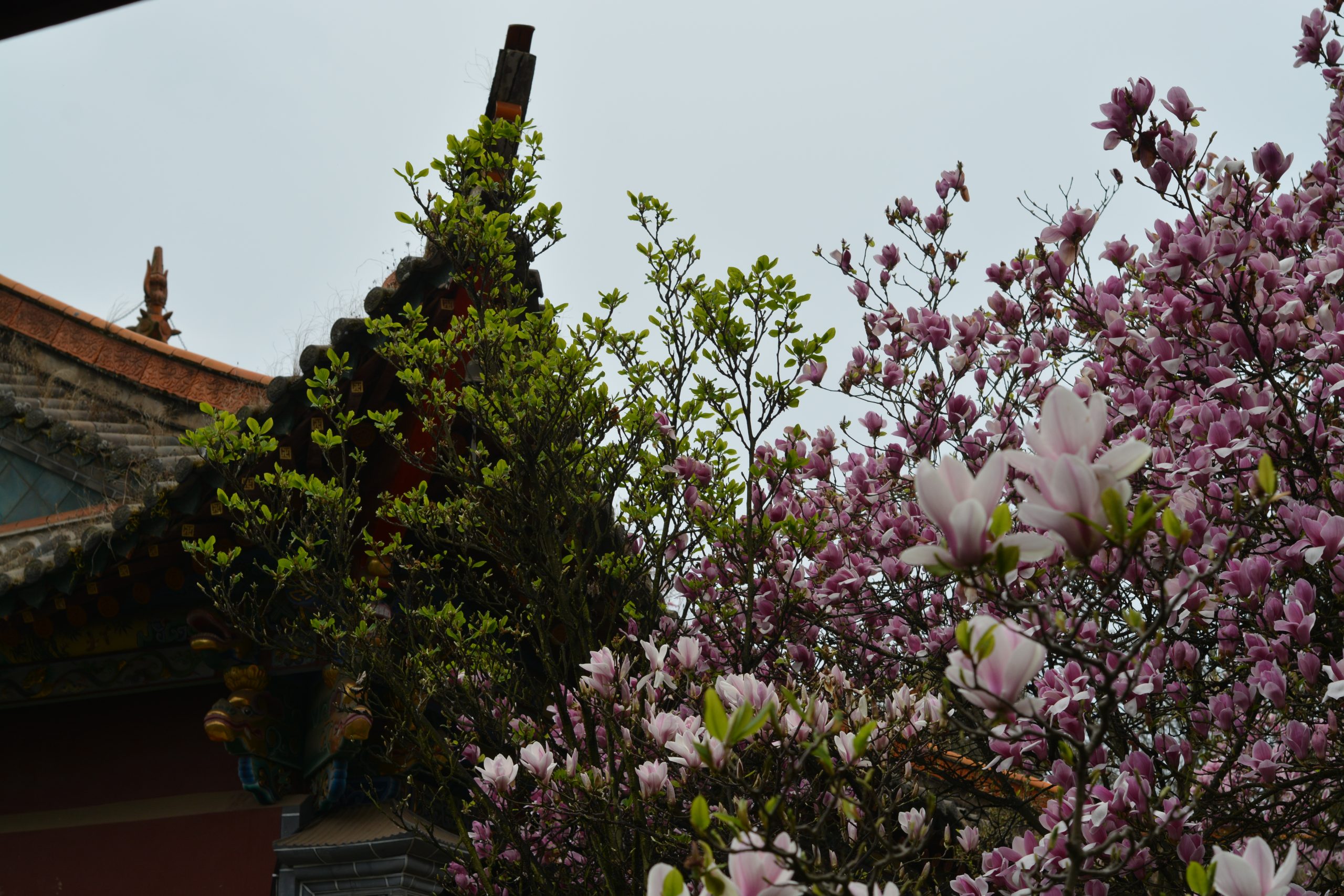 DSC_3292 1.jpg